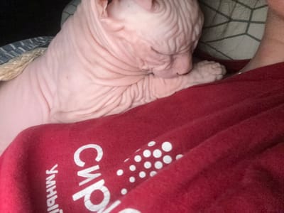 A close-up, eye-level shot shows a light pink Sphynx cat napping, its head resting on the shoulder of a person wearing a red shirt with white text and a pattern of white dots. The cat's skin is wrinkled, and its eyes are closed. The background is out of focus and includes a dark area, a striped blanket, and a geometric patterned surface. The image appears to be taken indoors. There is no visible information to determine the location in Krasnoyarsk, Russia.