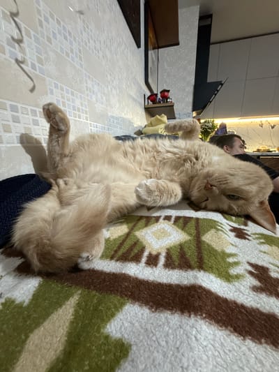 A ginger cat is sprawled on its back on a patterned blanket. The cat has light orange fur and is lying on a soft surface. In the background, a person is visible, seemingly looking at their phone, and kitchen cabinets and a stove hood are present. The wall behind the cat is tiled with small square tiles. The scene appears to be indoors, possibly in a kitchen or living area.