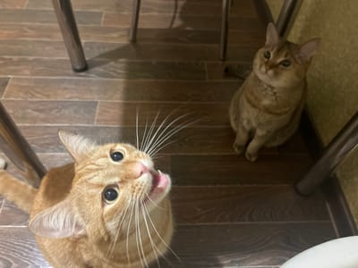 Two cats are on a wooden floor, likely indoors. One cat, a ginger tabby, is in the foreground, looking up with its mouth open and showing its teeth. The other cat, a grey tabby, is sitting in the background, also looking upwards. Several metal chair legs are visible in the scene. The lighting suggests an indoor setting, possibly at night. The specific location in Kirov, Russia, cannot be determined from the image alone.