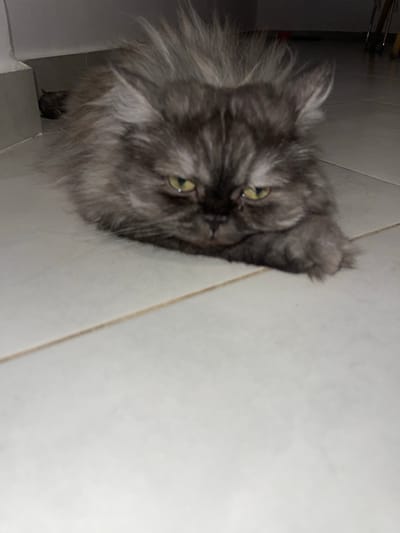 A fluffy, grey Persian cat is lying on a tiled floor. The cat has bright yellow eyes and is looking directly at the camera with a slightly grumpy expression. Its fur is long and appears to be somewhat disheveled. The floor is made of large, light-colored tiles with thin grout lines. In the background, to the left, a dark, furry object is partially visible tucked into a corner. The lighting in the scene is dim, casting shadows. The environment appears to be indoors, likely a domestic setting. There are no people visible in the image. The presence of a tiled floor suggests an indoor environment, possibly a kitchen or hallway.