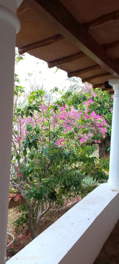 This is a vertical, medium shot photograph taken from a covered porch, looking out at a garden area. A white cylindrical column is visible on the left, and a white railing runs diagonally across the lower portion of the frame. The porch roof is made of reddish-brown tiles supported by wooden beams. The garden is filled with lush green foliage and vibrant pink bougainvillea flowers. In the background, palm trees are visible. The ground in the garden is covered with fallen leaves and some reddish-brown tile fragments. The overall impression is one of a tranquil, tropical setting.