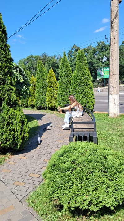 In Kremenchuk, Ukraine, on a sunny day, a young woman with long brown hair sits on a park bench, feeding pigeons. She is wearing a white tank top and blue jeans. The bench is made of wood and metal and is located on a paved pathway. Several pigeons are gathered on the path near the woman, some eating from her hand. The pathway is lined with manicured green cypress trees and bushes. In the background, a street with traffic and a utility pole are visible, as well as a billboard. The sky is clear and blue.