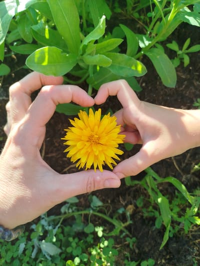 The image shows a close-up of a yellow flower being held by two pairs of hands that form a heart shape. The hands are positioned in the center of the frame, surrounding the flower. The background consists of green foliage and dark soil, suggesting an outdoor, garden setting. The lighting appears natural, with shadows indicating sunlight. The image does not contain any recognizable landmarks or elements that would definitively place it in Zavodoukovsk, Russia, or any other specific city. Therefore, any description of the location in Zavodoukovsk would be speculative and inaccurate based solely on the provided image.