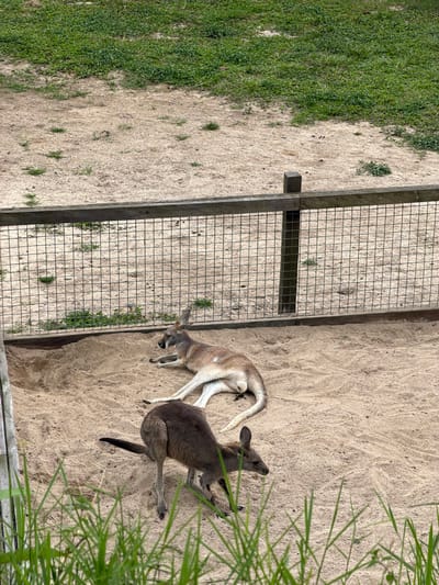 Two kangaroos rest in a sandy enclosure. One kangaroo is light brown, lying down near a wire fence. The other is darker brown, standing and partly obscured by green foliage. The enclosure's boundary includes a wire fence and natural elements such as grass and plants, suggesting a zoo or wildlife park setting. The perspective is from above, providing a full view of the scene.