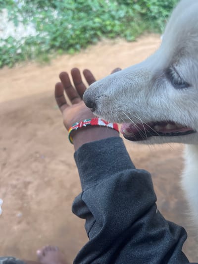 A close-up, rotated image shows a white dog licking the hand of a dark-skinned person wearing a dark gray long-sleeved shirt and a beaded bracelet with red, white, green, and yellow colors. The scene is outdoors, with green vegetation partially visible in the background. The ground is tan or sandy. A bare foot is partially visible near the bottom right corner of the image. There is no information in the image to indicate that it was taken in Ikot Ekpene, Nigeria.