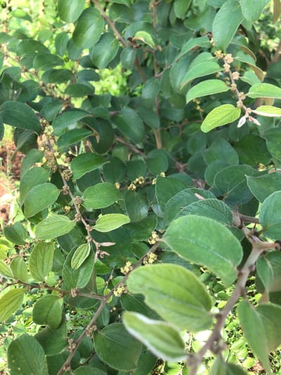 This image shows a close-up view of a tree with lush green leaves and small, clustered flowers. The branches are brown and appear somewhat thorny. The leaves are oval-shaped with serrated edges and a light green hue, some showing a fuzzy texture. The flowers are tiny, yellowish, and clustered along the stems, suggesting the tree is in bloom. The background is filled with more foliage, indicating a dense, natural environment. The scene appears to be outdoors in a location that receives ample sunlight, causing some highlights on the leaves. The image does not contain any people or overt signs of human activity, suggesting a natural or semi-cultivated setting. Given the specific location of Bar Jirgi Summa, Nigeria, this tree could be a local species common to the region.