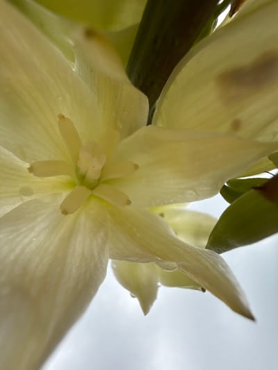 An extreme close-up, low-angle shot captures the intricate details of a pale yellow flower, likely a Yucca, against a bright, overcast sky. The flower's delicate petals, tinged with green at the base, exhibit a soft, almost translucent quality, with visible veins and tiny water droplets clinging to their surfaces. At the center of the bloom, a cluster of stamens, also pale yellow, radiate outwards, tipped with small, brown anthers. A thick, dark green stem is visible in the upper right portion of the frame, adding a contrasting element. The background is a diffuse, pale gray sky, suggesting an outdoor setting. The image's focus is entirely on the delicate structure of the flower, with no other elements visible to indicate its specific location within Павловка, Russia, or any other environment.