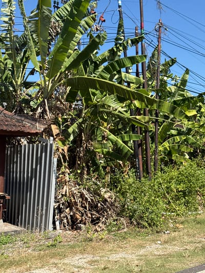 The image depicts a densely vegetated area in Kuta Selatan, Indonesia, with several banana trees dominating the foreground. In the background, a clear blue sky is visible above a complex network of utility poles and overhead electrical wires. To the left, a section of corrugated metal fencing and a portion of a tiled roof are present, suggesting a boundary or structure. The ground is covered with dry grass, gravel, and some scattered debris. The overall scene conveys a sense of tropical urban fringe.