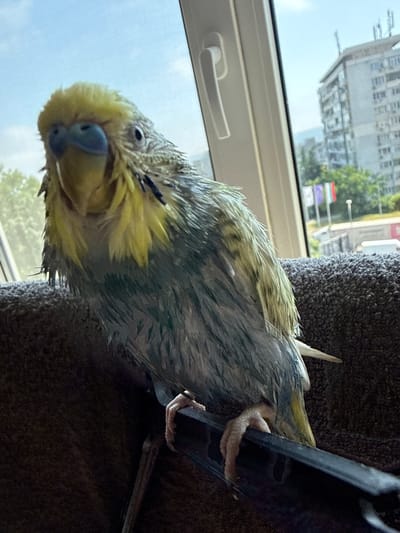 A close-up, rotated image features a wet budgerigar (parakeet) with primarily yellow and green plumage. The bird's feathers appear matted, clumped, and somewhat spiky, especially on its head and back, suggesting it has recently bathed or gotten wet. Its head is slightly tilted, and its prominent blue-gray cere (the fleshy area above the beak) indicates it is likely a male. The budgerigar's eye is open, giving it a curious and observant expression as it looks towards the viewer.

The bird is shown gripping a dark, narrow perch with one foot, while its body leans against a textured, fuzzy, dark gray surface, possibly part of a bird perch or pet furniture. In the background, a window provides a view of an outdoor urban environment. A bright sky and sunlight visible through the window suggest it is daytime. Outside, a multi-story building with numerous windows is discernible, along with green trees. A white window frame and handle are also visible in the foreground. The scene depicts a pet bird in a domestic setting, likely after a bath, in Varna, Bulgaria. No text is visible in the image.