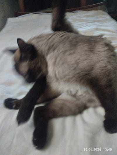 A Siamese cat is lying on its side on a white, textured surface, likely a bed. The cat is mostly obscured by motion blur, but its dark brown face and paws are visible, along with its lighter brown and tan fur. The background is dark and out of focus, suggesting an indoor setting. The date and time stamp "30.06.2026 13:40" is visible in the bottom right corner of the image. The location in Shymkent, Kazakhstan cannot be determined from the image alone.