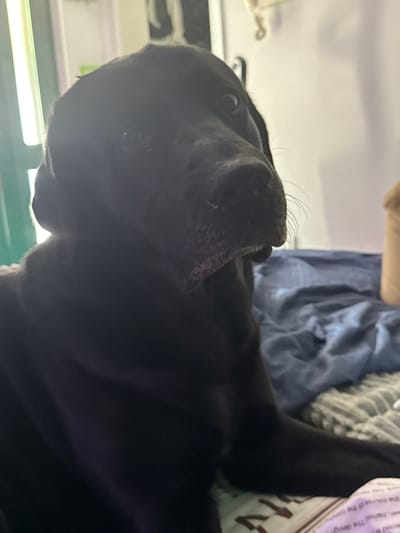 The image shows a black dog sitting on a bed. The dog's head is turned to the side, and its eyes are looking off-camera. The background is a blurred interior of a room with a blue blanket and a striped comforter. There is a book with text on it in the foreground. The image does not provide any information about the location in the city of Rimini, Italy.