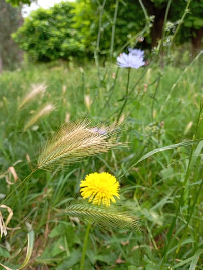 This is a close-up, ground-level photograph of a grassy area with several flowers and grasses. In the foreground, a wheat-like grass stalk with feathery seed heads is prominently displayed, slightly off-center to the left. To the right and slightly below this, a bright yellow dandelion is in focus. In the mid-ground, a single pale blue chicory flower stands upright amongst the green foliage. The background is a blur of green leaves, suggesting trees or bushes, and a dark vertical element that could be a tree trunk. The overall impression is one of a natural, untamed patch of greenery. This scene is located in the city of Goryachiy Klyuch, Russia.