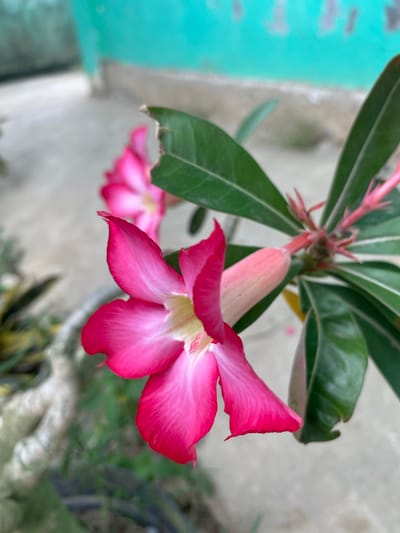 A vibrant close-up photograph features a Desert Rose (Adenium obesum) in full bloom. The primary subject is a striking fuchsia pink flower with five distinct petals, each showcasing a rich, deep pink hue that lightens to a pale yellow or cream in its center. The petals have a delicate, slightly wavy texture, and their edges are a more intense shade of pink.

To the left and slightly behind the main bloom, a second, equally vibrant pink flower is visible, blurred, suggesting a shallow depth of field focusing on the foreground blossom. Above and behind the main flower, a slender, pink flower bud, partially open, hints at future blooms. The plant's leaves are dark green, ovate, and appear leathery, with some veins faintly visible. One leaf near the top shows a small imperfection or tear along its edge.

The background is significantly blurred, creating a soft bokeh effect. On the far left, a distinct patch of bright turquoise or teal color suggests a painted wall or structure. The rest of the background consists of muted grey and beige tones, likely a ground surface or another distant wall, interspersed with blurred patches of green foliage. The lighting suggests natural daylight, illuminating the flower's vibrant colors. There is no visible text or identifiable activity other than the static presence of the flowering plant. The location context provided is Gampongaceh, Indonesia, which aligns with the tropical nature of the Desert Rose plant.