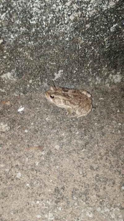 A single common toad is observed in a crouched, stationary position on a textured concrete surface in Adankolo, Nigeria. The toad, approximately 7-10 cm in length, displays a mottled brown and grey coloration with visible wart-like skin texture and prominent dark eyes. It is oriented facing the left side of the frame. The immediate environment consists of a rough, granular grey concrete slab, exhibiting slight variations in color and texture. Scattered minor debris, including small white specks and thin brown organic fragments, is present on the concrete around the toad. Lighting conditions suggest low ambient light, casting subtle shadows and highlighting the toad's features. No other animate subjects are visible.