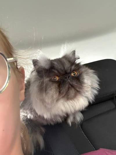 A close-up, over-the-shoulder shot shows a Persian cat with fluffy grey and white fur and bright orange eyes. The cat is looking directly at the camera with a slightly grumpy expression. The cat is positioned in the foreground, with a person's shoulder, blonde hair, and glasses visible on the left side of the frame. The background is a dark, textured surface, likely a car seat. The image appears to be taken indoors, possibly in a vehicle. The location of Topola Municipality, Serbia, is not discernible from the visual information provided in the image.