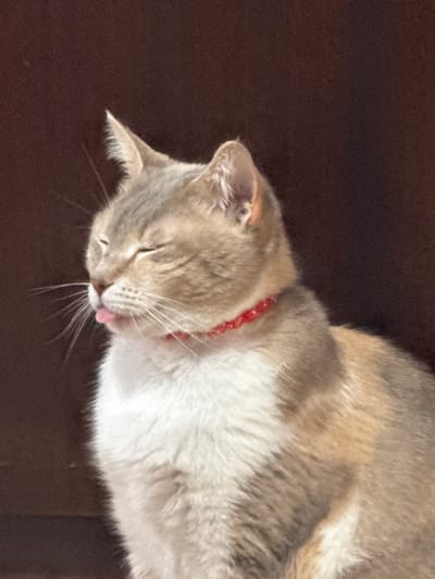A domestic cat is depicted lying down against a dark brown, indistinct background. The cat's fur is a mix of light brown/tan, white, and hints of grey, particularly on its head and body. It is wearing a bright red, beaded collar around its neck. The cat's eyes are closed, suggesting it is either asleep or very deeply relaxed. Its tongue is slightly protruding from its mouth, a common feline behavior often referred to as a "blep," indicating contentment or deep sleep. Prominent white whiskers extend from its muzzle. The lighting is soft, casting gentle shadows and highlighting the texture of the cat's fur. The background appears to be a solid surface, such as a piece of furniture or flooring. The overall scene conveys a sense of peaceful rest. There are no visible signs of a specific time of day, weather, or any text. The location context of Yambol, Bulgaria is not visually represented within the image.