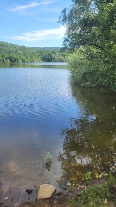 The image captures a serene natural landscape, likely a lake or reservoir, situated within or near Vresovo, Bulgaria. The foreground shows the edge of the water with visible pebbles, sand, and some greenery along the bank. A large, light-colored rock rests on the shore. A small, green plant is submerged in the shallow water. The water surface is calm, with gentle ripples reflecting the blue sky and the surrounding lush green trees. The middle ground features the expanse of the water body, leading to a heavily wooded hillside in the background, characteristic of the natural environment around Vresovo. The sky is a clear blue with a few wispy white clouds. On the right side of the frame, a dense cluster of trees overhangs the water, their branches and leaves creating a dappled reflection on the water's surface. The overall scene depicts a tranquil, undeveloped natural area, emphasizing the beauty of the Bulgarian countryside.
