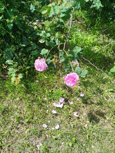 The image shows two delicate pink roses in full bloom, suspended from a thorny branch that extends from the upper left to the center of the frame. The roses are positioned on the right side of the image, with one slightly above and to the left of the other. Fallen pink petals are scattered on the ground around the roses, creating a soft, romantic scene. The ground is covered in a mixture of green grass and dry, straw-like vegetation, suggesting a natural, uncultivated outdoor setting. Lush green foliage forms a dense backdrop to the roses, with some leaves appearing to be part of the same plant, while others belong to surrounding greenery. The lighting suggests a sunny day, with shadows cast on the ground, indicating an outdoor environment in Крывасельскі сельскі Савет, Belarus. No people or animals are visible in the image.