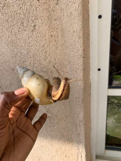 In Barakin Akawo, Nigeria, a person's hand is holding a large snail against a textured, beige wall. The snail's shell is a pale yellow and cream color with blue-gray spirals towards the pointed end. The snail itself is brown with dark stripes running along its body. The hand, which appears to be dark-skinned, is gently supporting the snail. To the right of the wall, a white window frame is visible, with a dark circular object on it. Beyond the frame, a blurred reflection of green foliage can be seen. The overall lighting suggests it is daytime.