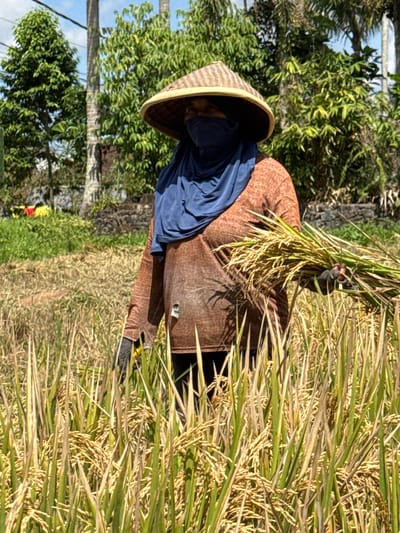 In Tegallalang, Indonesia, a person wearing a conical hat and a blue head covering stands in a rice paddy, harvesting ripe rice stalks. The individual is dressed in a brown long-sleeved shirt and dark gloves. They are holding a bundle of freshly cut rice in their right hand. The rice field is golden and appears to be ready for harvest, with tall green stalks in the foreground. In the background, lush green trees and palm trees line the horizon under a bright blue sky with scattered clouds. The scene depicts a typical agricultural setting during the rice harvest season in Bali.