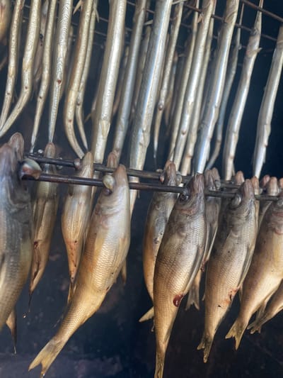 The image displays a dense arrangement of numerous fish undergoing a processing method, likely smoking or drying, within a dark and hazy environment. Multiple rows of fish are visible, hanging vertically on metal rods or skewers.

Two main types of fish are evident. On the left side of the frame, there are many slender, elongated, silvery fish with noticeable snouts, skewered through their heads. These are tightly packed in parallel rows. On the right side, the fish are shorter, wider, and exhibit a golden-brown coloration with visible scales. These are also skewered through the head, with some showing small spots of reddish-brown residue, possibly blood from the skewering.

A pervasive haze, consistent with smoke or steam, envelops the scene, indicating an active smoking or drying process. The dark, indistinct background suggests an enclosed space, such as a smokehouse or a large oven. No individuals or text are visible. The setting points to a traditional or commercial operation focused on preserving fish, possibly in Olginka, Russia.