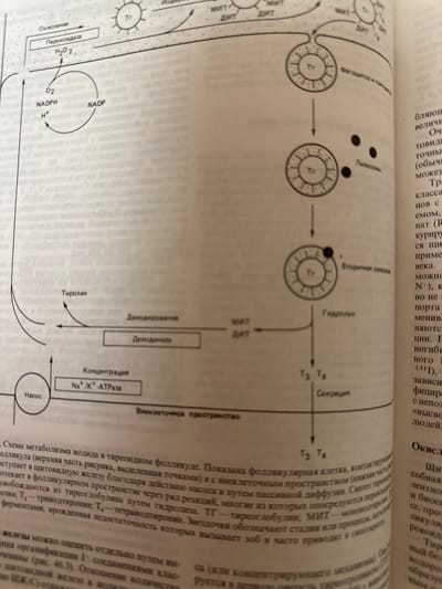 The image displays a diagram illustrating the metabolism of iodine in the thyroid follicle. It depicts the uptake of iodine, its oxidation, and its incorporation into thyroglobulin, followed by the release of thyroid hormones T3 and T4. The diagram shows various cellular components and processes involved, such as peroxide, NADPH, NADP, tyrosine, lysosomes, and hydrolysis. There is also a textual explanation in Russian accompanying the diagram.

The image is a page from a book, and it is not possible to determine its location in the city of Kazan, Russia, based solely on the visual content. The scene is a static representation of a biological process, not an actual event or location.