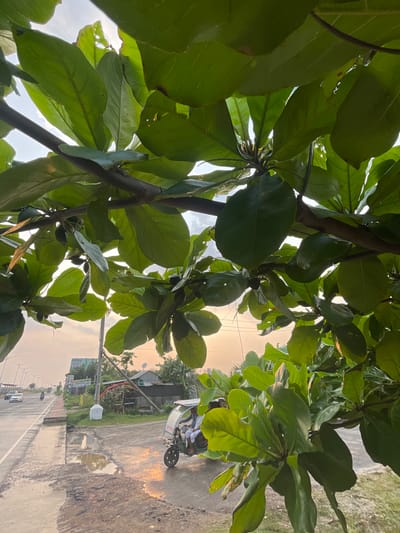 The image, when correctly oriented, presents a view from beneath a lush green tree towards a road and distant horizon during what appears to be the golden hour.
The foreground is dominated by the dense canopy of a tree, featuring large, vibrant green leaves and dark branches. Some leaves exhibit minor holes or imperfections. Small, unripe green fruits are visible hanging from the branches, partially obscured by the foliage. The perspective looks up through the leaves towards the sky.
Beyond the tree, a paved road stretches into the distance on the left side of the frame, with faint outlines of cars and a motorcycle visible. To the right of the paved road lies a wide, unpaved dirt shoulder or path, characterized by significant puddles and uneven, muddy terrain, suggesting recent rainfall.
On this dirt path, a three-wheeled cycle-rickshaw or auto-rickshaw is present, with a person, likely the driver, visible inside, wearing a light-colored top. The side of the rickshaw has "Maa Durga" clearly written in English script. Further down the path, modest structures or shacks are partially visible amidst scattered trees and greenery. A power pole and lines are also noticeable.
The sky above is tinged with a soft, warm orange-yellow hue, indicative of either sunrise or sunset. This warm light reflects on the puddles on the dirt path and illuminates parts of the scene, creating a serene atmosphere. A distant white signpost on the roadside displays Bengali text, which appears to read "লাকিয়া" (Lakia). The overall scene depicts a typical daily moment in a semi-urban or rural setting, consistent with Purbachal, Bangladesh.