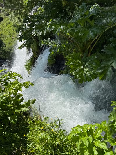 The image depicts a close-up view of a powerful waterfall cascading down rocks, surrounded by lush green vegetation. Large, leafy plants with distinctive lobed leaves dominate the foreground and frame the turbulent white water. The water appears frothy and energetic, indicating a strong flow. Sunlight filters through the dense foliage, creating highlights and shadows on the plants and water. The environment suggests a natural, untamed setting, likely a river or stream in a wooded area. The scene is focused on the natural elements of water and plant life, with no human presence or man-made structures visible.