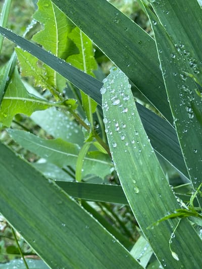 The image displays a close-up view of green leaves covered in water droplets, likely after rain. The leaves are various shades of green and overlap each other, creating a layered effect. Some leaves appear to have jagged edges. The water droplets are small and spherical, reflecting light. The background is softly blurred, showing more green foliage. The scene is natural and appears to be outdoors. There is no indication of any specific location in the city of Ufa, Russia, or any people or actions.