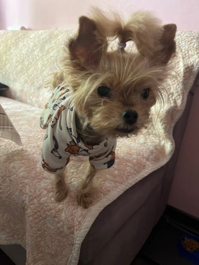 A small, tan-colored dog with its fur styled into two pigtails is standing on a quilted, light-pink surface. The dog is wearing a white pajama top with a pattern of orange and black cartoon dogs. The background consists of a pink wall and a dark surface with a blue food bowl containing kibble. The image appears to be taken indoors in a domestic setting. No specific location in Khimki, Russia is identifiable from the visual information presented.