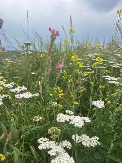 This image shows a close-up view of a field of wildflowers under a cloudy sky. The flowers are predominantly white and yellow, with some pink accents from a taller stalk of flowers in the center. The foreground features clusters of small white flowers, likely yarrow, with yellow flowers and green foliage interspersed. In the background, the field extends to a blurred horizon, with what appears to be a rustic fence on the left side of the frame. The overall impression is one of a natural, untamed landscape. This scene is consistent with the rural environment found in and around the village of Dede-Meyl, Kyrgyzstan.