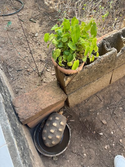 In Juan Griego, Venezuela, a tortoise is visible in a shallow water dish next to a potted plant and brick wall. The tortoise is partially submerged in the water, and its shell has a pattern of light and dark markings. The plant is green and leafy, and the brick wall appears to be made of concrete blocks. The ground is covered in dirt and small stones.
