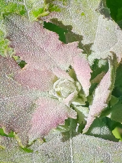 This is a close-up, high-angle, vertical, full-frame photograph of the textured surface of a plant's leaves. The leaves exhibit a fuzzy, almost velvety appearance with a color palette dominated by muted greens, soft pinks, and whites. The texture is granular and speckled, suggesting tiny hairs or scales on the leaf surface. The focus is tight, with the edges of the leaves and some green foliage in the background providing context. The image does not contain any people, animals, or identifiable structures, making it impossible to determine its specific location within Riga, Latvia, or any other city. The scene is purely botanical.