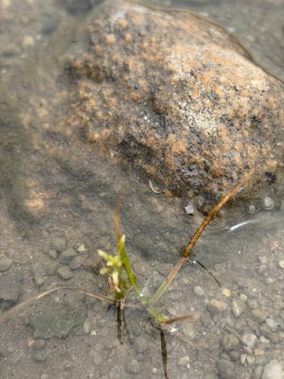 The image shows a close-up of a wet, pebbly environment. A mottled brown and grey rock occupies the left side of the frame, partially submerged. To the right, a small cluster of green grass-like vegetation emerges from the ground. Several decaying brown stems or roots are visible. The ground is covered in small pebbles and appears to be submerged in shallow water. The location in Igboefon, Nigeria is not discernable in the image.