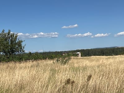 The image depicts a dry, grassy field in Kostice, Czechia, under a clear blue sky with scattered white clouds. In the foreground, tall, golden-brown grass dominates the scene. Towards the middle ground, a row of green trees and some smaller bushes are visible, with a couple of small, rustic structures nestled amongst them. In the background, a dense line of dark green trees forms a distant horizon, with rolling hills beyond. A single, mature tree with dark green foliage stands on the left side of the frame. The lighting suggests it is daytime, likely late morning or early afternoon.