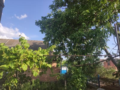 This media file depicts an outdoor scene under a bright, partly cloudy sky, suggesting daytime with fair weather. The setting appears to be a rural or suburban backyard in Blizhnii Khutor, Moldova.

Dominating the foreground and mid-ground is lush green foliage from two prominent plants: a grapevine with broad leaves and developing clusters of small green fruit, and a large, leafy tree, possibly a walnut tree judging by the leaf shape and the presence of small green nuts visible among the leaves. These plants are supported by a rustic metal structure consisting of horizontal wires strung between upright posts.

In the background, the roof of a building with grey, corrugated material is visible, suggesting a house or outbuilding. Further back, another building with red brick walls and a red-tiled roof can be seen. A blue gate or door is partially visible through the trees. A section of a dark metal fence with a patterned surface runs along the bottom right of the frame.

There are no people visible in the frame, and no discernible text. The overall impression is one of a tranquil, overgrown garden space bathed in sunlight.