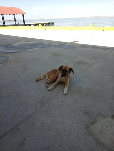 A brown dog with a black muzzle is lying on a concrete surface. In the background, a dock with a red-roofed structure stretches out into a body of water. Yellow cylindrical structures line the dock's edge. The sky is blue with a few scattered clouds.