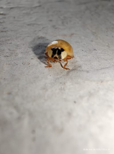 A small, light-orange beetle with black markings on its head sits on a concrete surface. The concrete appears slightly rough and weathered. The date and time "30 de mar. de 2026 1:00 p. m." are printed faintly in the lower left corner. The scene is likely outdoors, suggested by the shadow cast by the beetle. There is no indication of human presence. Location: Wilde, Argentina (given).