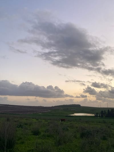 A landscape view presents a cloudy sky with hints of golden light. A cultivated field divides the scene horizontally. Beyond, a narrow body of water reflects the sky. A cow grazes on the grassy bank near the water's edge. Trees line the horizon in the distance. The foreground is filled with lush green vegetation.