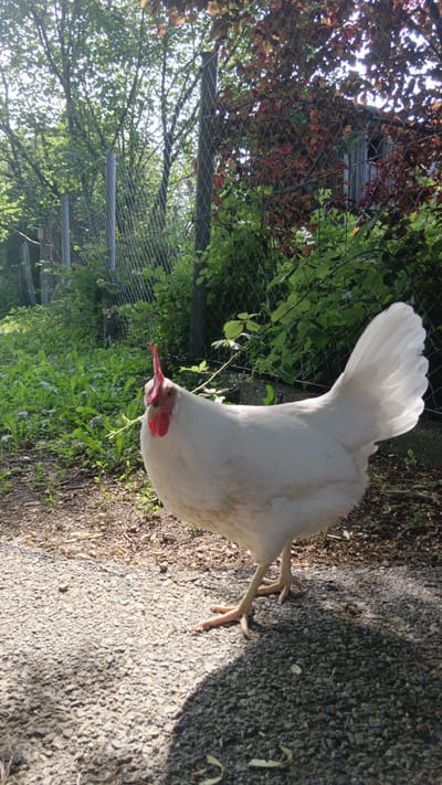 A white hen stands on a gravel path in a rural setting, likely a backyard or farm. The hen is facing the camera, with its comb clearly visible. Lush green vegetation lines the background, and a chain-link fence runs along the perimeter, with trees and shrubs beyond. A small wooden structure is partially visible through the foliage behind the fence. The lighting suggests it is daytime, with sunlight casting shadows on the ground. The scene appears to be in or around Sankt Pölten, Austria, based on the prompt.