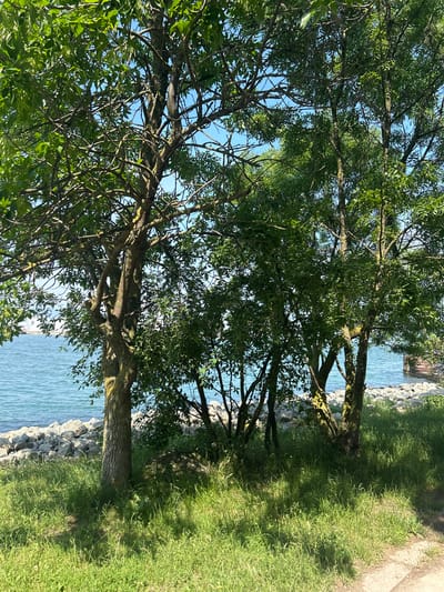 This image captures a vibrant outdoor scene in Varna, Bulgaria, likely along the Black Sea coast. The foreground and midground are dominated by several deciduous trees with full, green canopies, suggesting late spring or summer. Their branches and leaves fill much of the upper and central parts of the frame, with patches of clear blue sky visible through the foliage.

Behind and between the trees, a body of water, likely the Black Sea, stretches horizontally. The water is a clear blue-green, with gentle ripples visible on its surface, reflecting the bright sunlight. The shoreline is visible beneath the trees, characterized by a rugged edge composed of grey rocks that meet the water.

To the right of the trees and extending into the midground, there is a lush, green grassy bank. Sunlight casts some shadows across the grass, indicating the time of day is sunny, possibly morning or afternoon. A light-colored dirt or gravel path is visible along the far right edge of the image, running alongside the grassy area.

No people, animals, or man-made structures (apart from potentially the path and some distant, indistinct shapes through the trees on the far right, which could be part of a structure or just distant land) are prominently featured. The scene conveys a peaceful, natural setting on a clear, bright day. There is no visible text in the image.