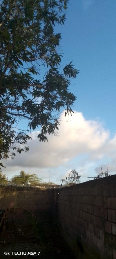 The image depicts an outdoor scene dominated by a bright blue sky with scattered white clouds. In the foreground, dark green foliage from a tree branches out from the left side of the frame, reaching towards the sky. Below the tree, a rough brick wall runs horizontally across the image, suggesting a boundary or enclosure. The wall is segmented by a darker, narrower passage in the center, hinting at a possible courtyard or alleyway.
Further in the background, behind the wall, a dense line of trees and vegetation is visible, with some appearing more sparse and spiky. A large, fluffy white cloud is prominent in the middle ground, catching the light.
The lighting suggests it is either early morning or late afternoon, with the sun casting a warm glow on the clouds and illuminating the sky. The overall atmosphere is serene and natural.
The bottom left corner of the image displays the text "TECNO POP 7" in white lettering, indicating the device used to capture the photograph. There is no indication of any people or specific activities taking place. The setting appears to be a somewhat undeveloped or rustic area, given the rough construction of the wall and the natural vegetation.