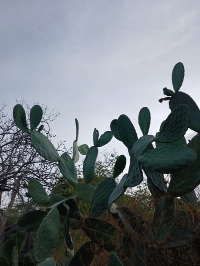 A low-angle shot captures a prickly pear cactus against a pale, overcast sky. The cactus, with its large, paddle-shaped cladodes, dominates the foreground and midground. Some of the cladodes are tinged with a darker green and show a bumpy texture. Behind the cactus, a spindly, bare tree with small buds is visible, its branches stark against the sky. Further in the background, there is dense foliage and dry, thorny vines entangled with the cactus. The scene appears to be an outdoor environment in Altagracia, Venezuela.