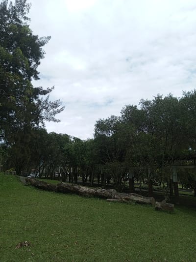 A tranquil scene showcases a lush green lawn under a cloudy sky. A massive fallen tree trunk lies prominently across the grass. A row of trees forms a backdrop, providing depth to the image. On the left, the branches of a large tree stretch into the frame. Beyond the trees, glimpses of structures suggest a park or recreational area. The composition conveys a sense of natural serenity.