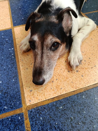 A close-up, high-angle shot shows a dog resting on a tiled floor. The dog, with black, white, and brown fur, has its head down on the orange-colored tiles, with its paws extending onto the tiles as well. The floor is divided into blue and orange square tiles, with yellow grout lines. The dog's eyes are open, and it appears to be looking towards the camera. The lighting suggests an indoor or shaded outdoor environment. The image does not contain any identifiable landmarks or clues that would place it in Varna, Bulgaria.