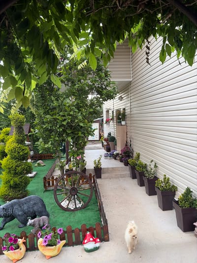 The image depicts a residential garden area adjacent to a light-colored house, potentially located in Kostinbrod, Bulgaria, though no specific city markers confirm this. The upper portion of the frame is covered by a dense canopy of green deciduous leaves, through which daylight filters.

The house, visible on the right, features horizontal beige-cream vinyl siding. A slightly recessed section of the house wall on the left displays three windows, each adorned with a window box containing various potted flowers, including red and white blooms. A concrete pathway extends from the foreground into the background, running parallel to the house. Along this path, a series of at least seven dark brown, square planters containing diverse green and variegated foliage plants are neatly arranged against the house wall. Further along the path, a set of concrete steps leads to a raised entrance area, where additional potted plants and a pair of dark shoes are visible. Hanging, dried plant tendrils are suspended from the overhead foliage near the house wall.

To the left of the concrete path, a landscaped area covered in artificial green turf is enclosed by a low, rustic wooden picket fence. Within this section, several well-trimmed evergreen shrubs of varying sizes are present, including one tall, conical specimen. Garden decorations are interspersed throughout this area: a large, dark grey statue of a bear walking to the left, followed by a smaller, lighter grey bear cub statue. A large, weathered reddish-brown wooden wagon wheel stands vertically amidst a bed of white decorative pebbles. A small, brown wooden playhouse or birdhouse is partially visible among the shrubs.

In the immediate foreground, on the concrete path adjacent to the fenced garden, are three distinct garden ornaments: two yellow duck-shaped planters, each filled with vibrant purple petunias, and a red and white mushroom-shaped ornament. A small, fluffy, light brown and cream-colored dog, likely a Pomeranian, walks on the concrete path in the lower right foreground, facing slightly left and moving generally towards the viewer.