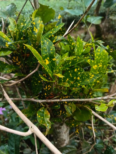 This close-up outdoor photograph features a vibrant plant with striking variegated foliage, likely a Croton (Codiaeum variegatum). The leaves are predominantly dark green, profusely speckled with numerous bright yellow spots of various sizes, creating a lively, textured appearance. The plant forms a dense, bushy mass, with multiple stems and branches visible.
Several light-colored, woody branches crisscross the foreground, partially framing and obscuring parts of the central plant. In the background, additional green foliage is visible, appearing softly blurred, suggesting a lush, natural setting such as a garden or a wooded area. A small, delicate purple flower can be faintly seen peeking out from behind a branch in the bottom left corner of the image.
The photograph captures a static moment in nature, with no explicit activity taking place. The lighting suggests it is daytime, with soft, diffused light illuminating the scene, preventing harsh shadows and highlighting the plant's colorful patterns. The overall impression is one of thriving plant life in an outdoor environment, consistent with the flora found in regions like Chilanga, Zambia. There is no visible text in the image.