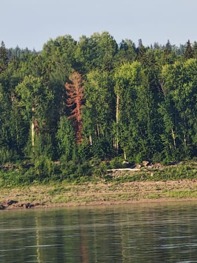 The image depicts a sunlit natural scene with a dense forest bordering a body of water. The forest is composed of various green trees, with a striking, reddish-brown dead tree standing out prominently in the center. The foreground is dominated by the water, which reflects the sky and trees, creating a dappled, rippling surface. The shoreline is visible beyond the water, characterized by a rocky, vegetated bank. The overall impression is one of a serene, untouched natural landscape. The time of day appears to be late afternoon or early evening, as indicated by the soft, warm sunlight illuminating the scene. The weather seems clear and calm. There are no people or specific objects in the frame, emphasizing the natural setting. No text is visible in the image.