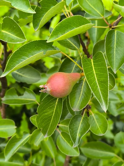 A close-up, eye-level shot shows a single, small, unripe pear with red and green coloring, hanging from a branch amidst lush green leaves. The pear is the central subject, slightly off-center to the left, with its stem and underdeveloped blossom end visible. The surrounding leaves are vibrant green, with some showing minor imperfections like small tears or irregularities along their edges. The lighting suggests an overcast day or dappled sunlight, with no harsh shadows. The background is a soft blur of more green foliage, indicating a natural setting. The image is a detail shot, focusing on the texture and color of the fruit and leaves. There are no people present in the image. The specific location in the city of Alkmaar, Netherlands, cannot be determined from the visual information provided.