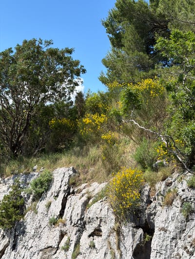 The image presents a vibrant, sunlit natural landscape, characteristic of a coastal or mountainous region such as Bečići, Montenegro. The scene is dominated by a clear blue sky, dense green foliage, and rugged rock formations.
On the left side of the frame, a large tree with dark green leaves and visible, gnarled branches extends upwards, partially silhouetted against the bright sky. Towards the center and right, the middle ground is filled with a rich array of vegetation, including various green trees and numerous shrubs. A prominent feature is the widespread presence of small, bright yellow flowers, possibly Spanish Broom, which appear in dense clusters on the shrubs, adding bursts of golden color across the greenery.
To the right, the landscape transitions into a textured, light grey rock face. This rugged rock formation displays numerous cracks, crevices, and varying shades of grey and white, indicative of a natural cliff or outcrop. Small patches of green grass and occasional yellow flowering plants can be seen growing directly out of the rock.
The upper left portion of the image shows a broad expanse of clear, bright blue sky, with just a hint of wispy white cloud visible at the very top. The strong illumination suggests it is daytime, likely under a clear, sunny sky. The overall impression is one of untouched natural beauty and a tranquil, wild environment. There are no people, artificial objects, or visible text in the image.